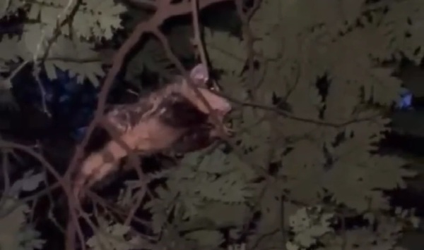 Indignación en Luque una vida silvestre arrebatada por la crueldad humana - OviedoPress