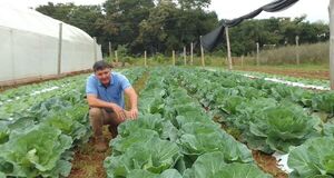 Ensayos con abonos verdes impulsan la sostenibilidad agrícola en San Pedro