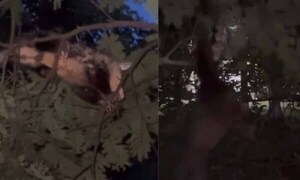 Investigan a jóvenes por matar a mykurẽ y sus crías en Luque – Prensa 5
