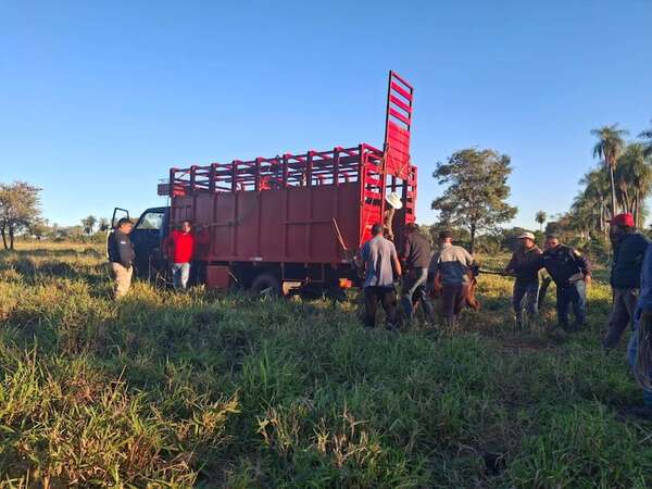 Abigeato: hallan dos vacas Brangus robadas y continúa la búsqueda de tres más en Paraguarí - Policiales - ABC Color