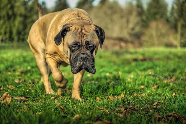 Razas de perros guardianes que también son compañeros ideales para el hogar - Mascotas - ABC Color