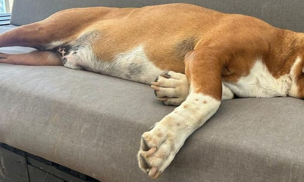 Indignación en Veterinaria UCA: perro agonizante fue usado como "trofeo" en bautismo - OviedoPress
