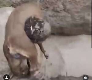 Alumnos de Veterinaria habrían maltratado y matado a un perro durante bautismo - Nacionales - ABC Color