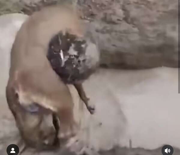 Alumnos de Veterinaria habrían maltratado y matado a un perro durante bautismo - Nacionales - ABC Color