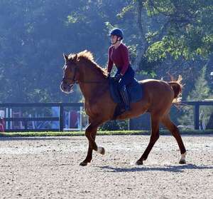 Hipismo: Culminó clínica de Tutora FEI Ma. Inés García - Polideportivo - ABC Color
