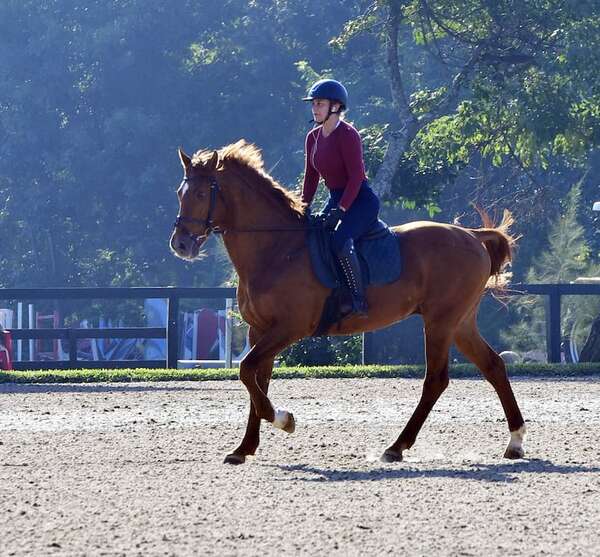 Hipismo: Culminó clínica de Tutora FEI Ma. Inés García - Polideportivo - ABC Color