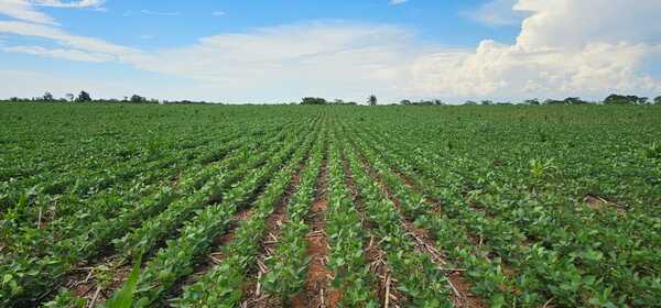 Variedades más resistentes y manejo eficiente para enfrentar los desafíos productivos del Chaco