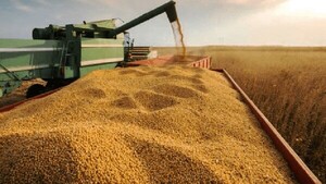 Producción de soja y maíz orillaría las 15 millones de toneladas