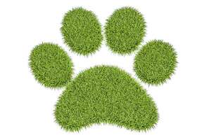 Perros eco-friendly: las razas que cuidan el planeta con su bajo impacto ambiental - Mascotas - ABC Color