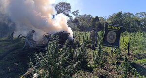 Erradican plantación y destruyen más de 7.000 kilos de marihuana en zona rural de Amambay - .::Agencia IP::.