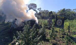 SENAD erradica plantación y destruye más de 7.000 kilos de marihuana en zona rural de Amambay