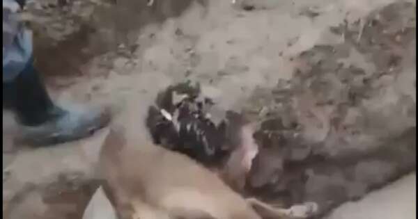 Diario HOY | Investigan sacrificio de perro en bautismo de futuros veterinarios