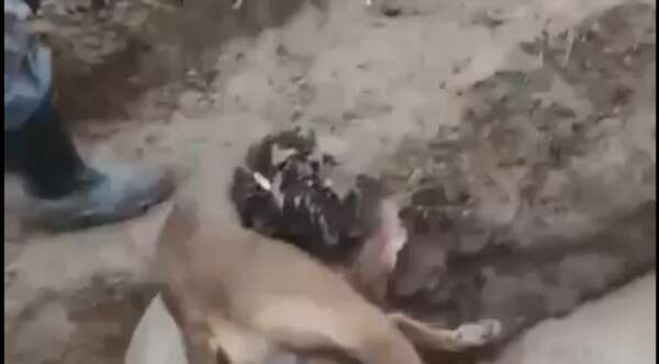Investigan a estudiantes de Veterinaria por presunto maltrato animal durante ritual de iniciación