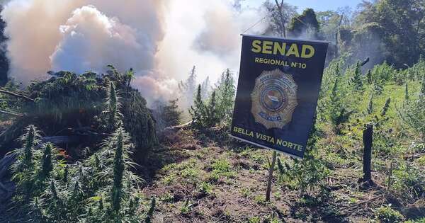 Diario HOY | Senad elimina 7 toneladas de marihuana en Amambay