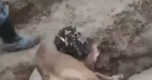 Bautismo con sacrificio de un perro: la posición de la universidad Católica - Noticiero Paraguay