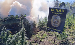 Operativo en Amambay: Senad elimina 7 toneladas de marihuana - OviedoPress