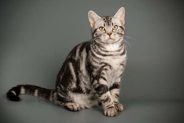 ¿Nuevo con gatos? Estas cinco razas son ideales para dueños primerizos - Mascotas - ABC Color