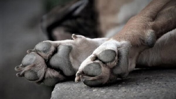 «Futuros veterinarios» habrían usado a perro agonizante para su «bautismo»