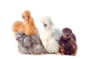 Gallina sedosa japonesa: un caso excepcional de mutación genética en la evolución aviar - Ciencia - ABC Color