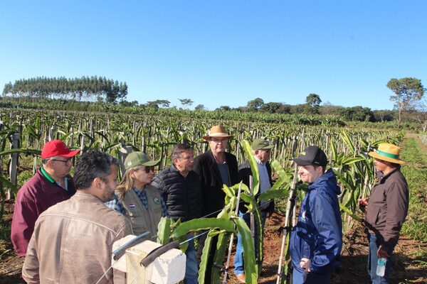 Productores de Alto Paraná y San Pedro se capacitaron sobre producción de pitahaya - .::Agencia IP::.