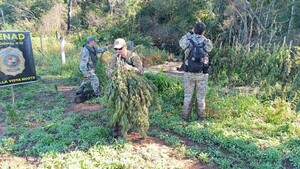 Senad erradica plantación y destruye más de 7.000 kg de marihuana en Amambay
