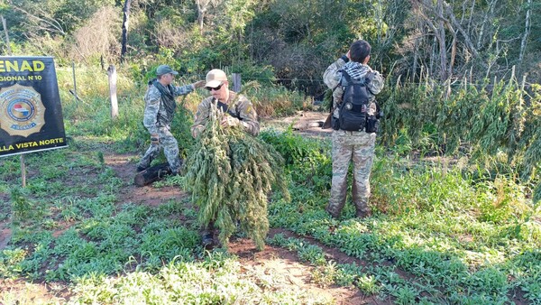 Senad erradica plantación y destruye más de 7.000 kg de marihuana en Amambay