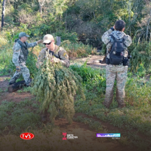 Senad destruye más de 7.000 kg de marihuana en Bella Vista Norte, Amambay - «TVS DIGITAL»