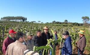 Productores de Alto Paraná se capacitaron sobre producción de pitahaya