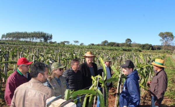 Productores de Alto Paraná se capacitaron sobre producción de pitahaya