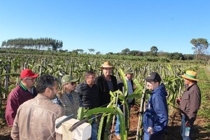 Productores de Alto Paraná y San Pedro se capacitaron sobre producción de pitahaya - ADN Digital