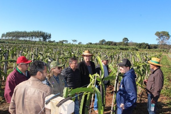 Productores de Alto Paraná y San Pedro se capacitaron sobre producción de pitahaya - ADN Digital