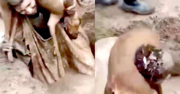 La Nación / Denuncian crueldad animal durante festejo de ingreso