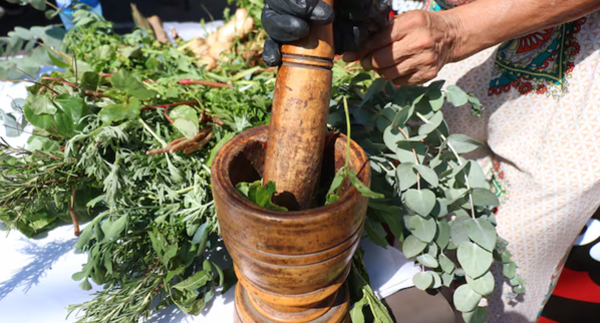 Buscarán regular el negocio del pohã ñana en Paraguay