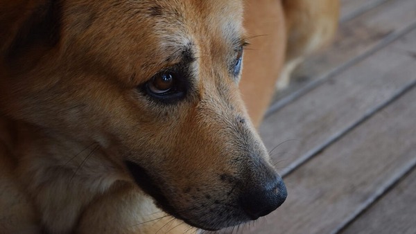 Localizaron el cuerpo de la perrita utilizado en fiesta de estudiantes - Portal Digital Cáritas Universidad Católica