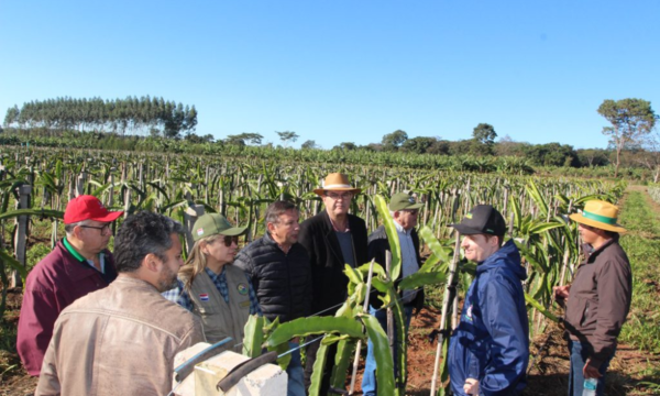 Productores de Alto Paraná y San Pedro se capacitaron sobre producción de pitahaya