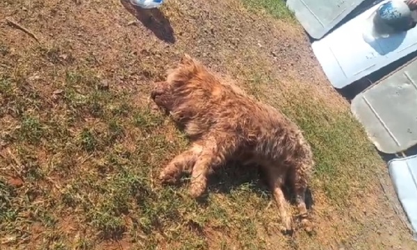 Pata Patrulla rescató a seis animales durante incendio en casa del asesino de Fernanda y denunció abandono fiscal - OviedoPress