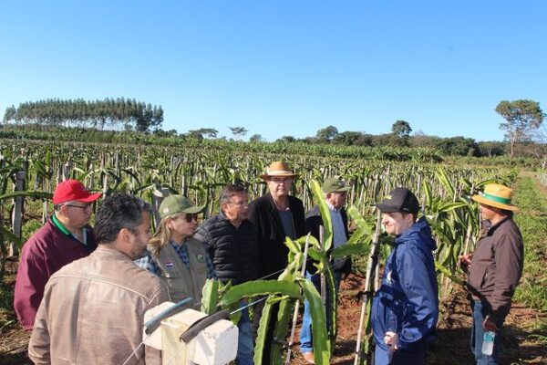 Productores de Alto Paraná y San Pedro se capacitaron sobre producción de pitahaya