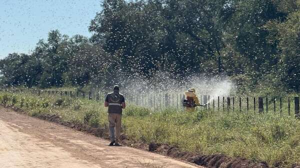 Productores del Chaco se mantienen alertas tras la aparición de un enjambre de langostas - Economía - ABC Color