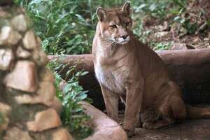 Acechados por la ciudad, protegidos por la selva: el santuario de pumas de São Paulo - Ciencia - ABC Color