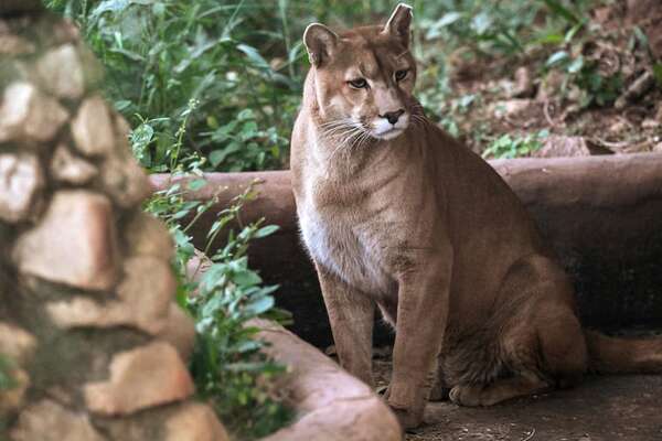 Acechados por la ciudad, protegidos por la selva: el santuario de pumas de São Paulo - Ciencia - ABC Color