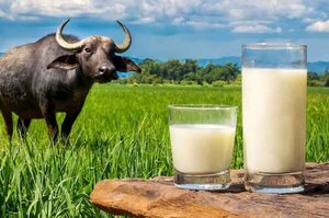 El discreto auge de la leche de búfalo en el mercado