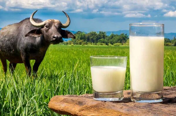 El discreto auge de la leche de búfalo en el mercado