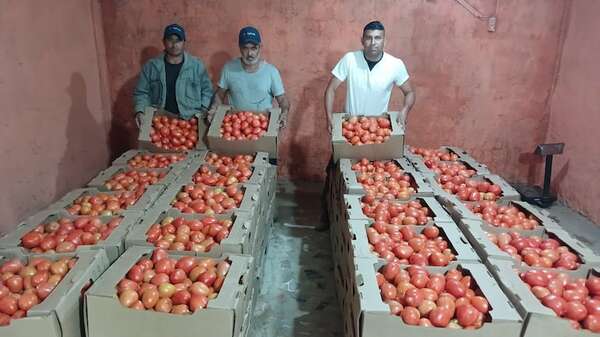 Tomateros aseguran que se hace “blanqueamiento” de tomate, mientras que desde el MAG hablan de superproducción - Nacionales - ABC Color