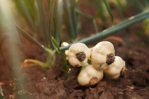 Ambicioso plan para reactivar el cultivo de ajo - ABC Rural - ABC Color