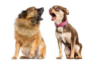 ¿Todos los perros se entienden igual? Las diferencias de comunicación según la raza - Mascotas - ABC Color