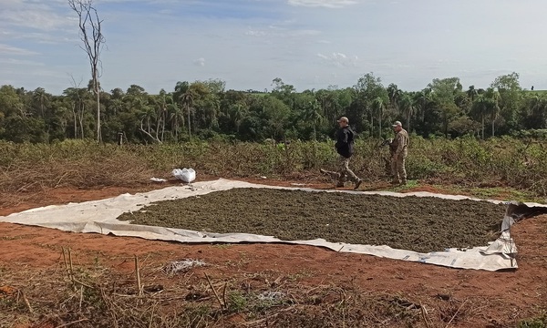 Más de 10,5 toneladas de marihuana fuera de circulación tras operativo en Caaguazú - OviedoPress