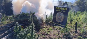 Eliminan más de 7.000 kilos de marihuana en zona rural de Amambay