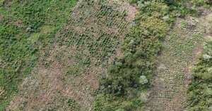 Diario HOY | Eliminan más de 10,5 toneladas de marihuana en Caaguazú