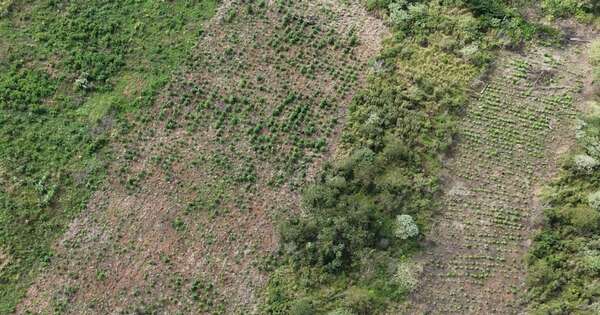 Diario HOY | Eliminan más de 10,5 toneladas de marihuana en Caaguazú