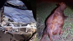Automóvil impacta contra vaca en la ruta entre Jesús y Trinidad